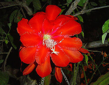 (image for) Epiphyllum Seeds 'South O Border' 5 Seeds - Click Image to Close